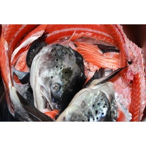 BỘ ĐẦU CÁ HỒI ( ĐẦU, LƯỜN, VÂY, XƯƠNG SỐNG )-1