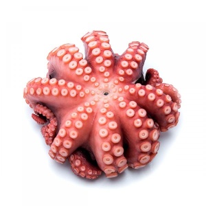 BẠCH TUỘT NHẬT