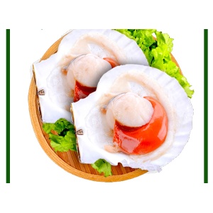 SÒ ĐIỆP NHẬT NỬA VỎ