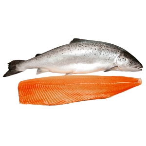 CÁ HỒI NA UY NGUYÊN CON-2