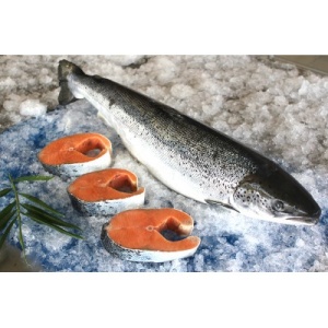 CÁ HỒI NA UY NGUYÊN CON-0