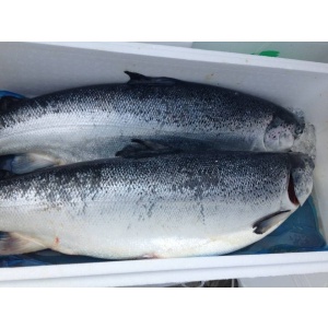 CÁ HỒI NA UY NGUYÊN CON-1