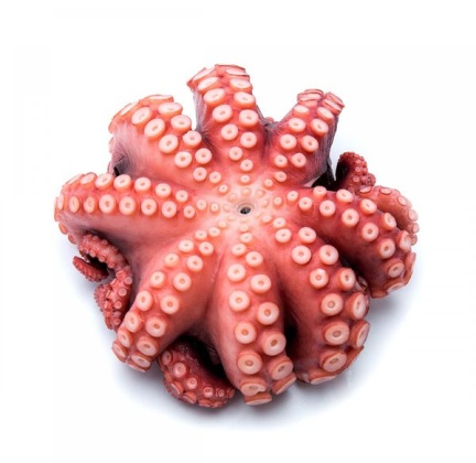 BẠCH TUỘT NHẬT