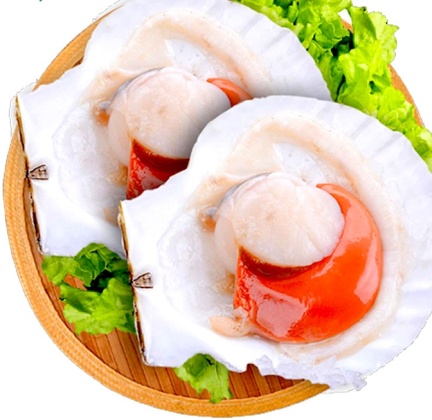 SÒ ĐIỆP NHẬT NỬA VỎ